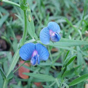 Hardy Legume Grass Pea Seeds, Herbal