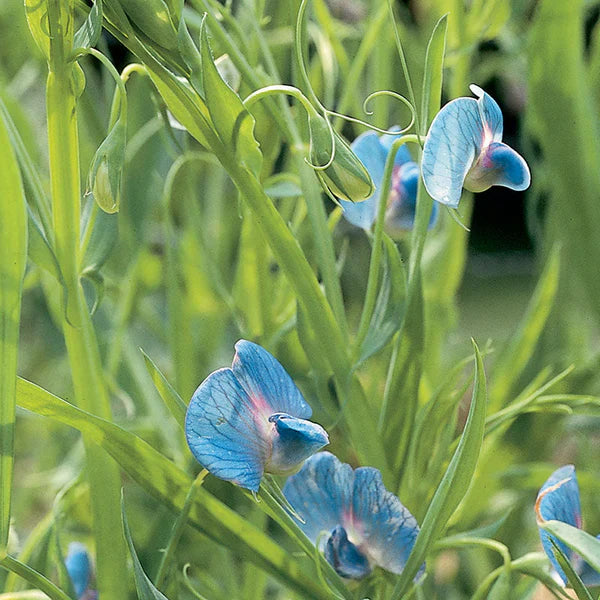 Hardy Legume Grass Pea Seeds, Herbal