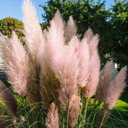 Pink Pampas Seeds, Herbal