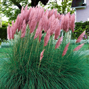 Pink Pampas Seeds, Herbal