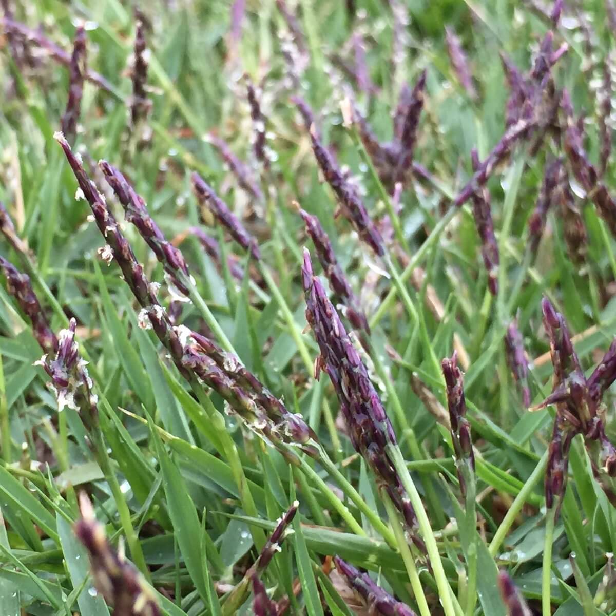 Emerald Zoysia Seeds, Grow Thick Green Lawns