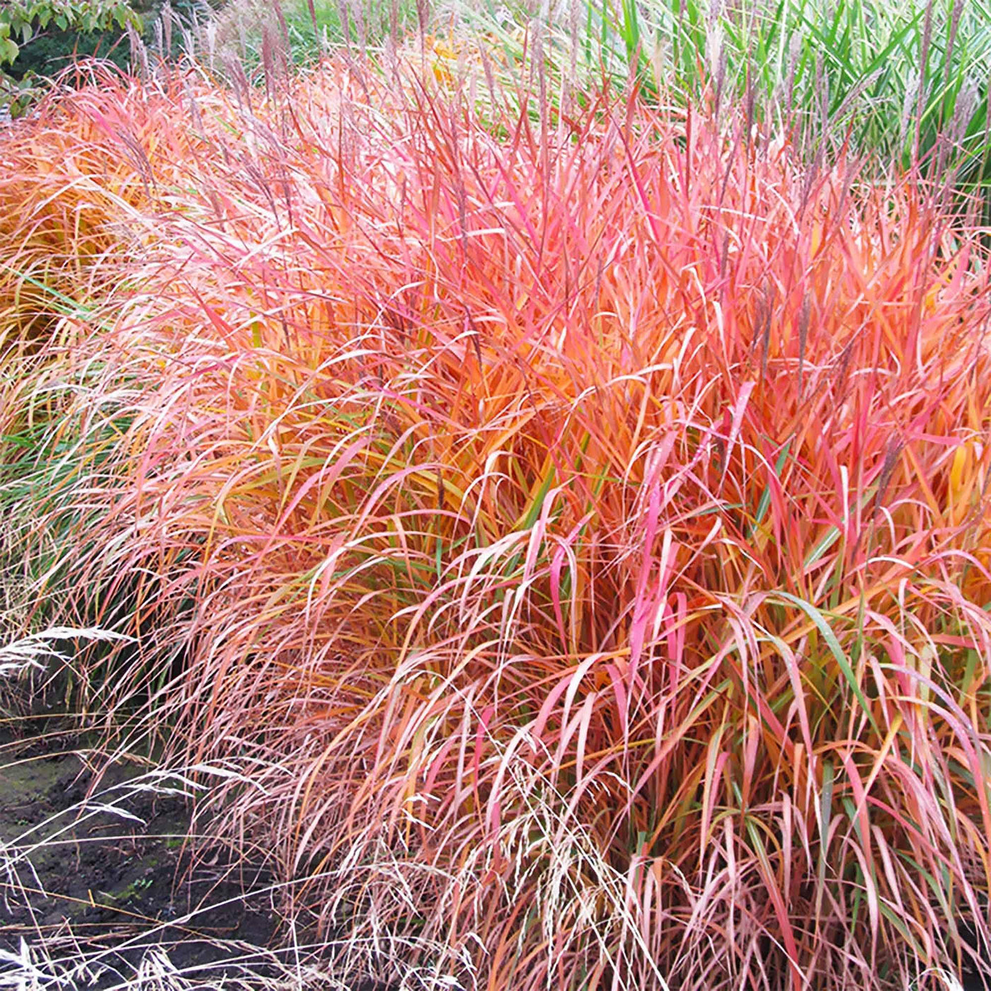Flame Seeds, Herbal