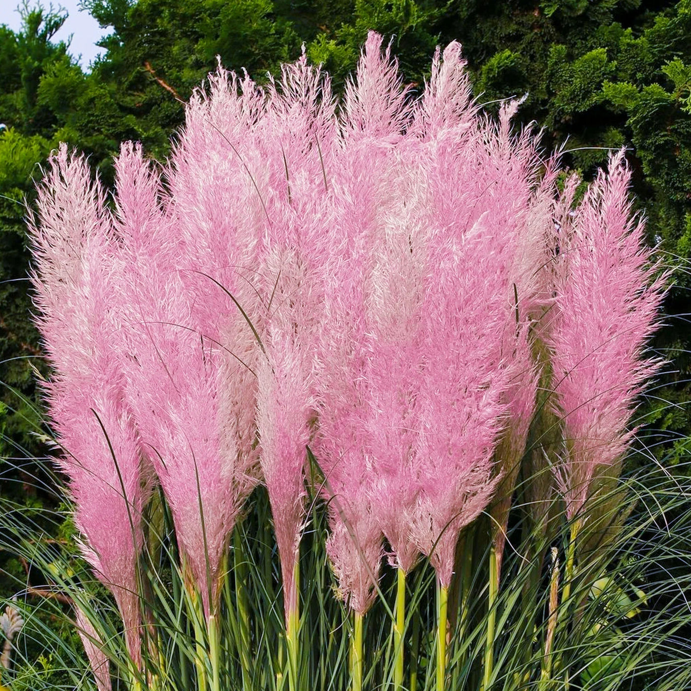 Pink Pampas Seeds, Herbal