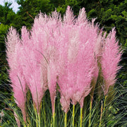 Pink Pampas Seeds, Herbal
