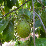 Graviola Guanabana Seeds - Fruit Plant
