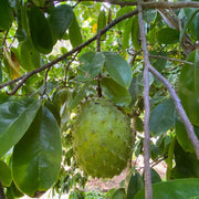 Graviola Seeds - Fruit Plant For Home Gardens