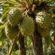 Graviola Seeds - Fruit Plant For Home Gardens