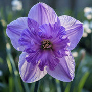 Lavender Daffodils Seeds - Flower Plant