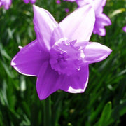 Lavender Daffodils Seeds - Flower Plant