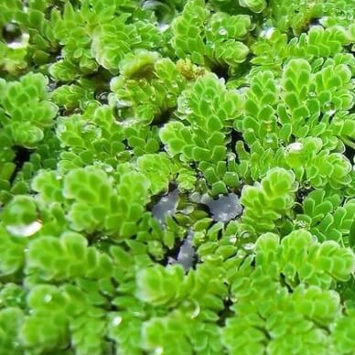 Gray Crested Fern Seeds - Flower Plant