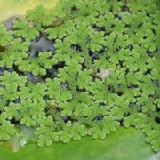Gray Crested Fern Seeds - Flower Plant