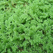 Gray Crested Fern Seeds - Flower Plant