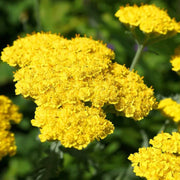 Great Lakes Yellow Achillea Seeds