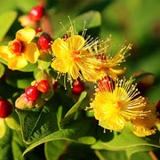 Hypericum pyramidatum Great Saint John's Wort Seeds, Herbal
