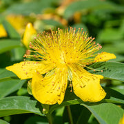 Hypericum pyramidatum Great Saint John's Wort Seeds, Herbal