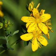 Hypericum pyramidatum Great Saint John's Wort Seeds, Herbal