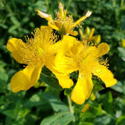 Ascyron Hypericum Seeds