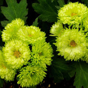 Light Green Aster Seeds