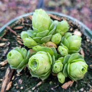 Greenovia Green Aeonium Seeds, Herbal