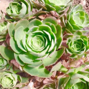 Greenovia Green Aeonium Seeds, Herbal