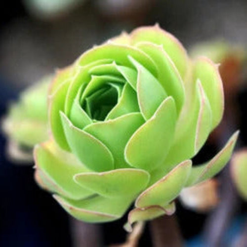 Greenovia Green Aeonium Seeds, Herbal