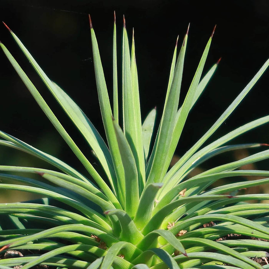 Green Agave Stricta Seeds, Herbal