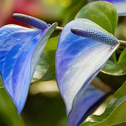 Green Blue anthurium Seeds