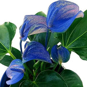 Green Blue anthurium Seeds