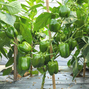 Capsicum Pepper Seeds
