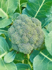 Broccoli Seeds – Brassica oleracea var. italica