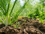Fennel Seeds – Foeniculum vulgare