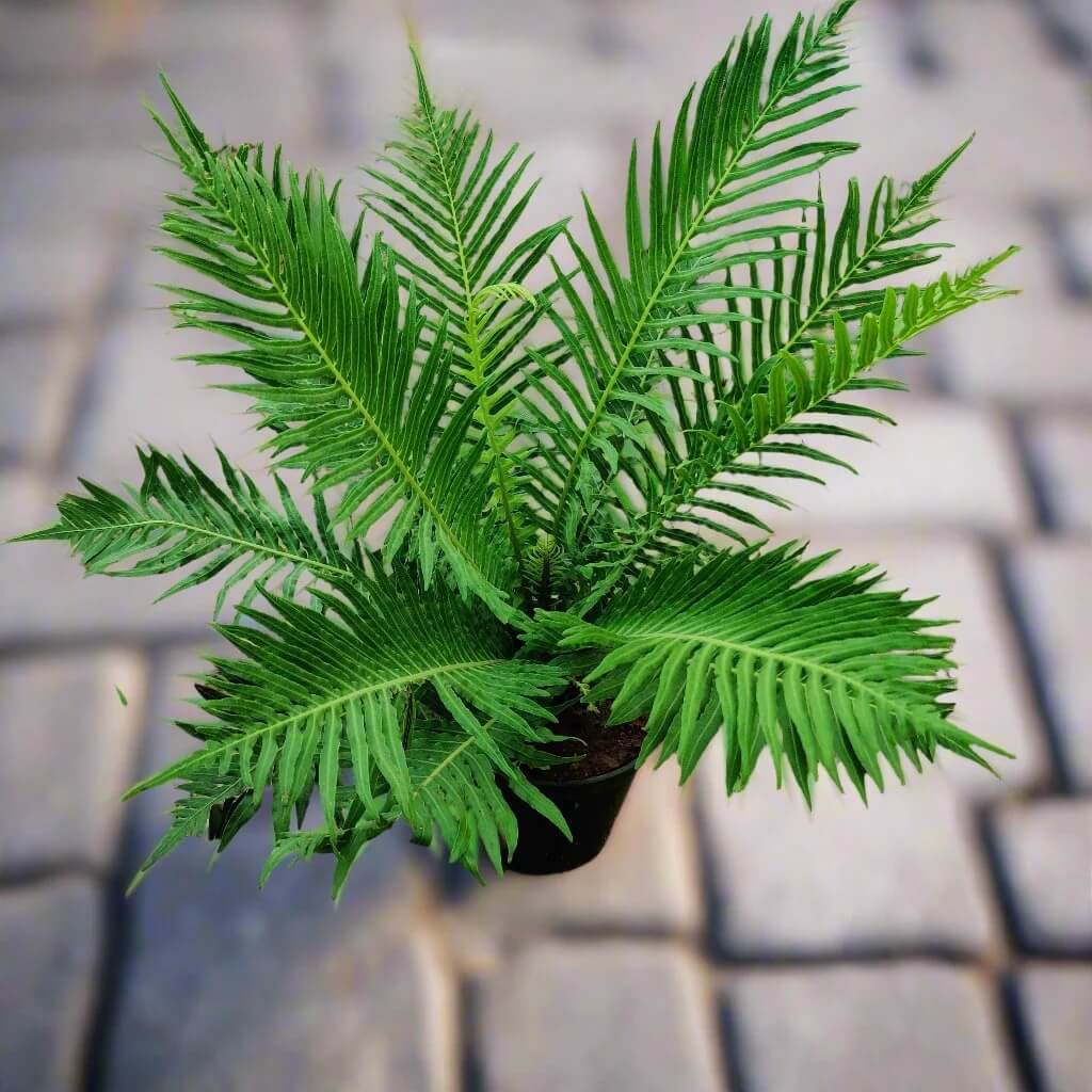 Green Fern Seeds - Flower Plant