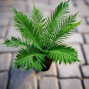 Green Fern Seeds - Flower Plant