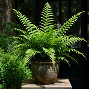 Green Fern Seeds - Flower Plant