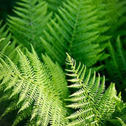 Green Fern Seeds - Flower Plant