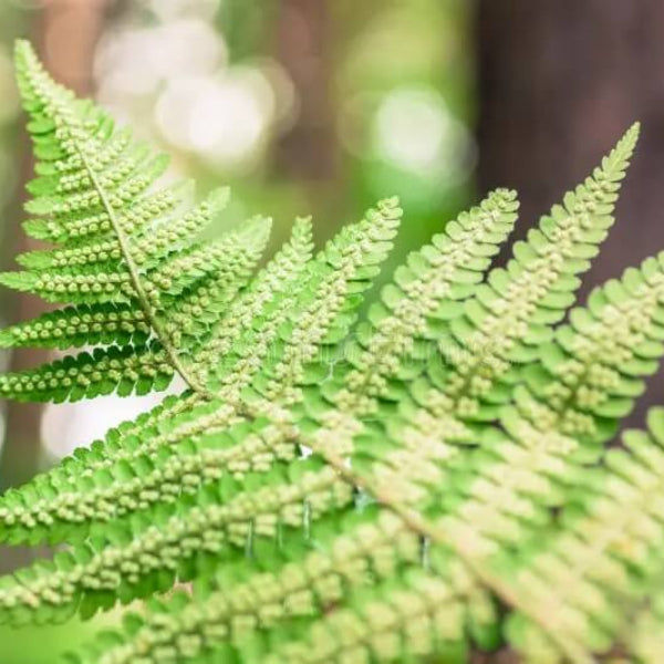 Green Fern Spore Seeds - Flower Plant