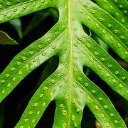 Green Fern Spore Seeds - Flower Plant