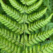 Green Fern Spore Seeds - Flower Plant