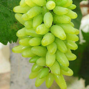 Grape Seeds, Vitis vinifera Fruit Seeds