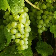 Grape Seeds, Vitis vinifera Fruit Seeds