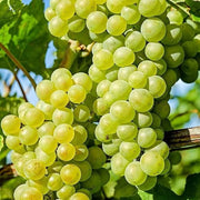 Grape Seeds, Vitis vinifera Fruit Seeds