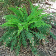 Green Hanging Fern Seeds