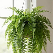 Green Hanging Fern Seeds