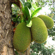 Green Jackfruit Seeds - Fruit Plant For Home Gardens