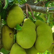 Green Jackfruit Seeds - Fruit Plant For Home Gardens