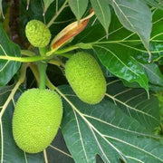 Green Jackfruit Seeds - Fruit Plant For Home Gardens