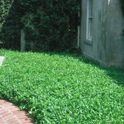 Green Lawn Cover Seeds