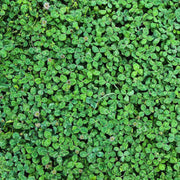 Green Lawn Cover Seeds