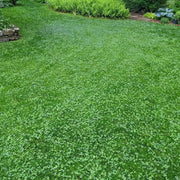 Green Lawn Cover Seeds