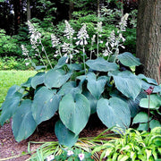 Hosta Seeds – Hosta spp.